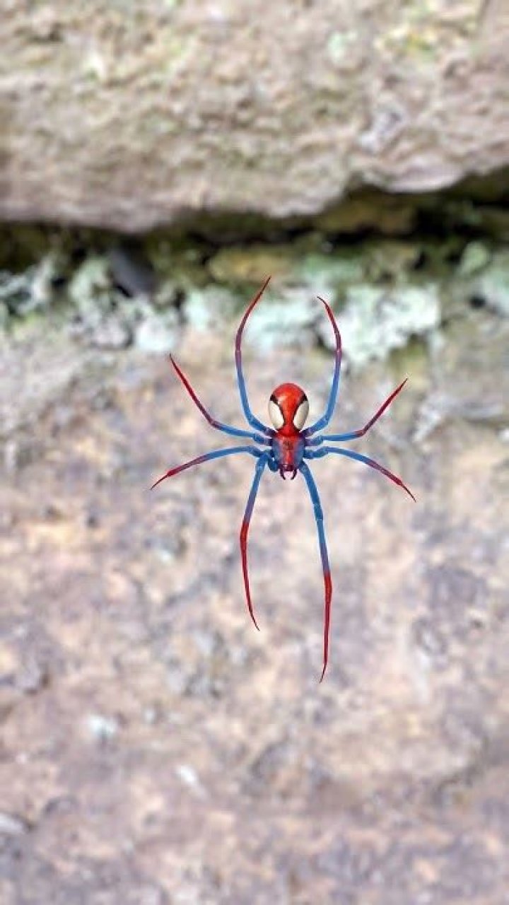 A Fascinating Exploration Of Arachnianthropos Principialis