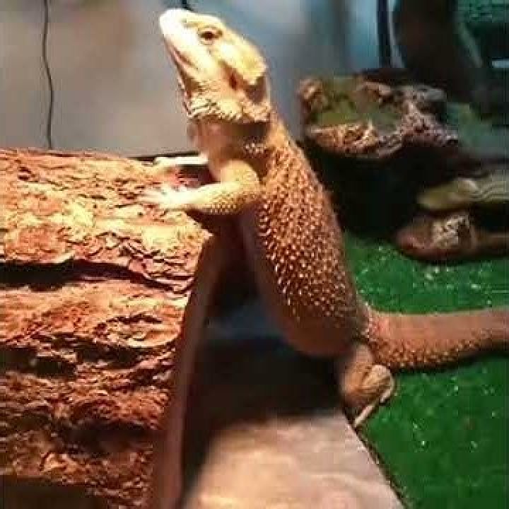 When Bearded Dragons Dance: A Fascinating Showcase Of Their Unique Behavior