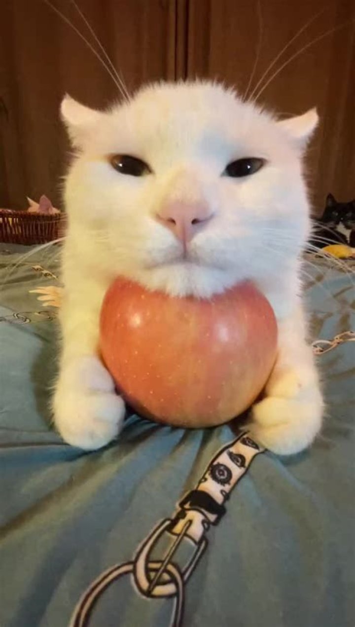 Whiskers And Fruit: The Adorable Cat With Head On Apple Phenomenon
