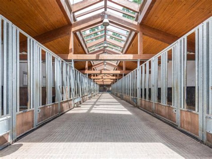 Cira Baeck Reining: The Rising Star Of Equestrian Sports