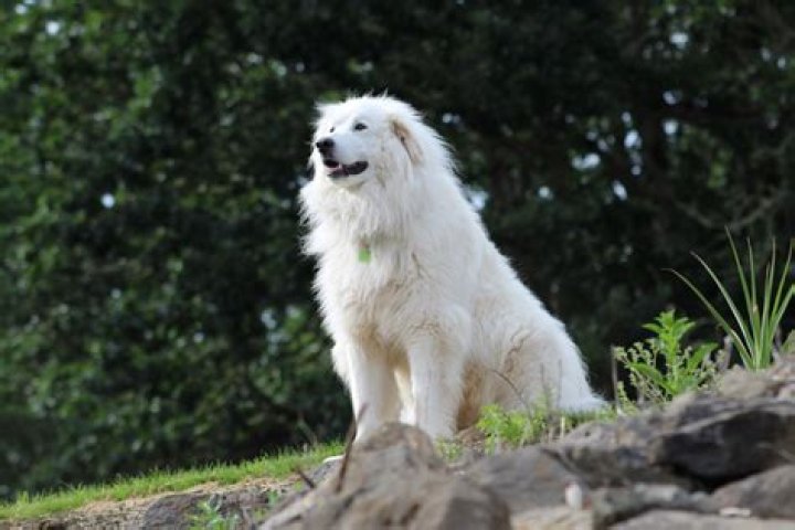 Exploring The Great Pyrenees PSI: A Comprehensive Guide