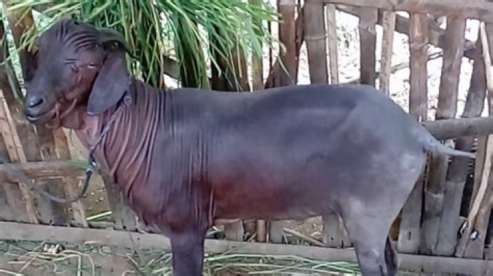Exploring The Fascinating World Of The Hairless Goat