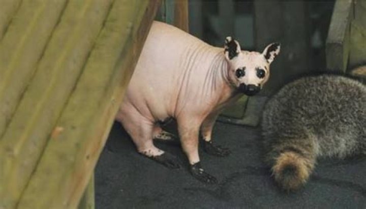 Discovering The Fascinating World Of The Hairless Raccoon