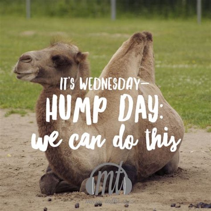 Hump Day Pictures: The Ultimate Mid-Week Motivation