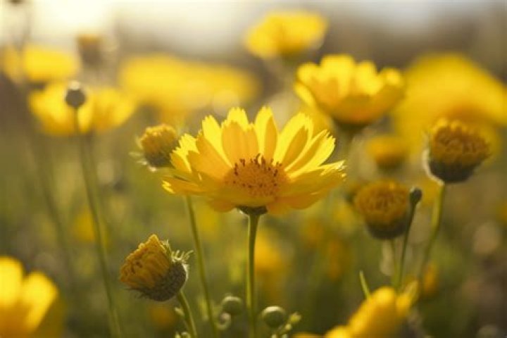 Unveiling The Moby Meaning: A Deep Dive Into The Iconic Figure