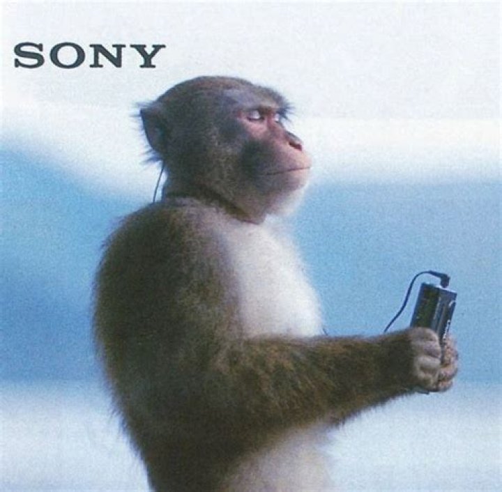 Groovin’ Primates: The Fascinating World Of A Monkey Listening To Music