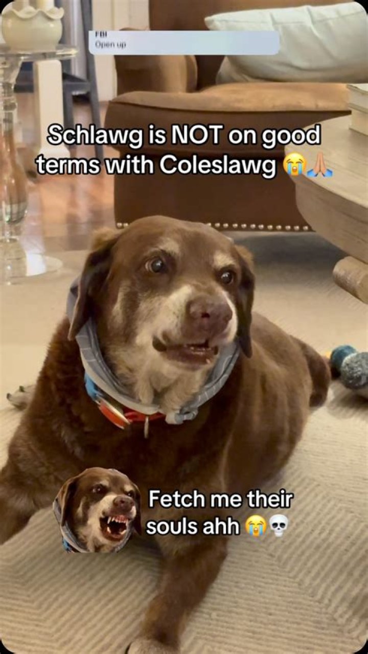 Exploring The Fascinating World Of Schlawg